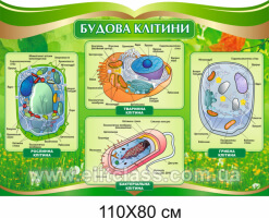 будова клітини, строение клетки стенд 