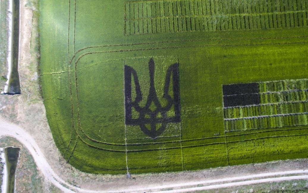 Герб из черного риса